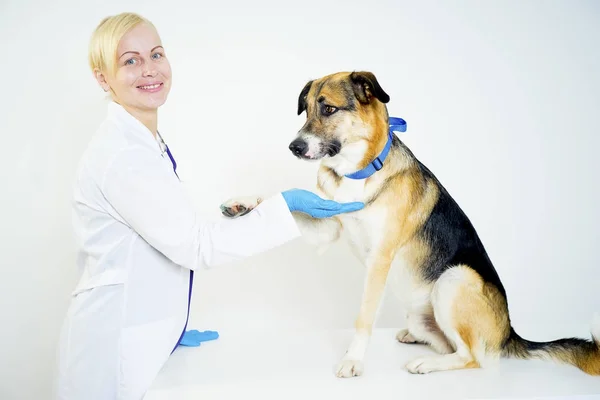 Cão em um veterinário — Fotografia de Stock