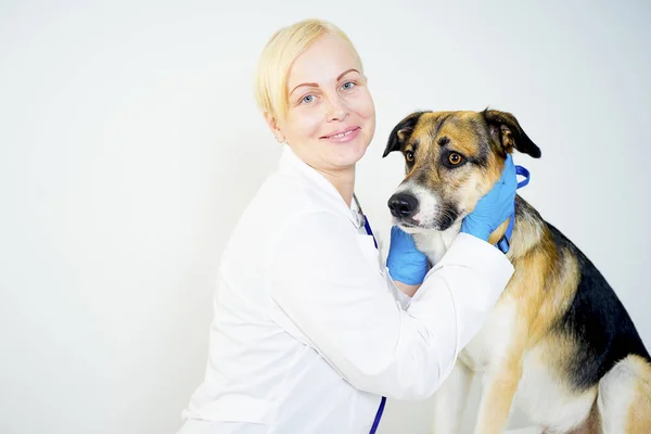 Hond bij een dierenarts — Stockfoto