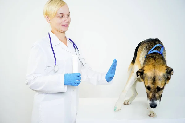 Cão em um veterinário — Fotografia de Stock