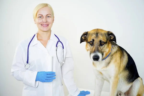 Cão em um veterinário — Fotografia de Stock