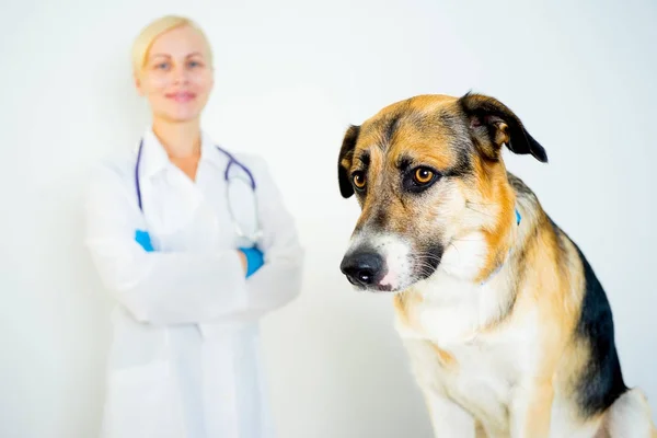 Dog at a vet — Stock Photo, Image