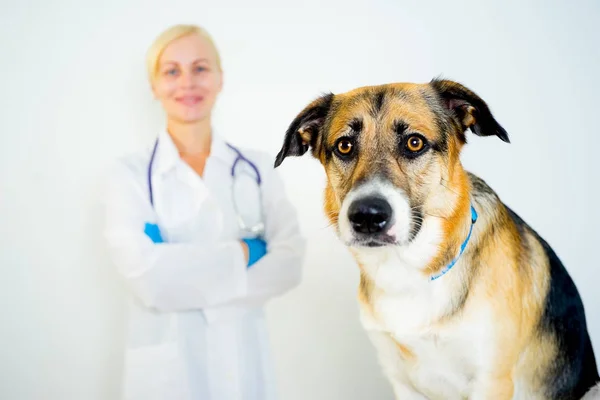 Pies w pewien badać zwierzę — Zdjęcie stockowe
