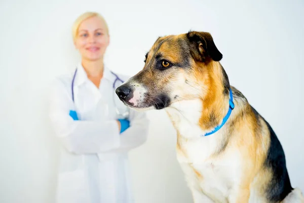 Chien chez un vétérinaire — Photo