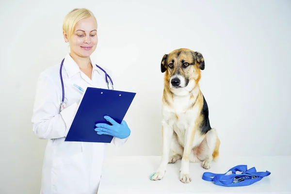 Собака у ветеринара — стокове фото