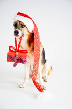 Noel ile bir köpek