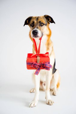 Noel ile bir köpek