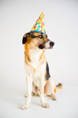 Parti şapkalı bir köpek