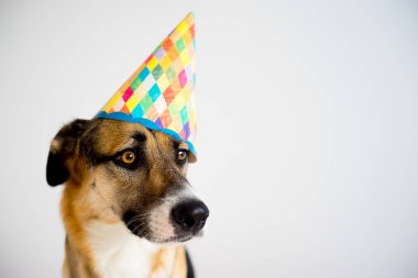 Parti şapkalı bir köpek