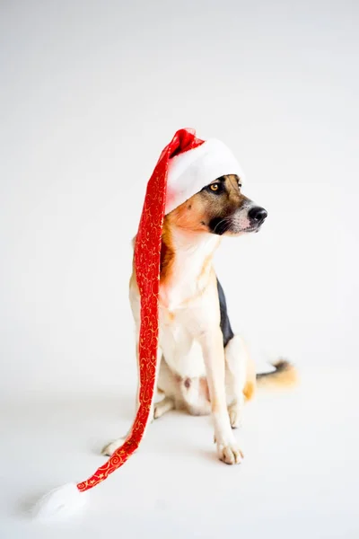 Noël avec un chien — Photo