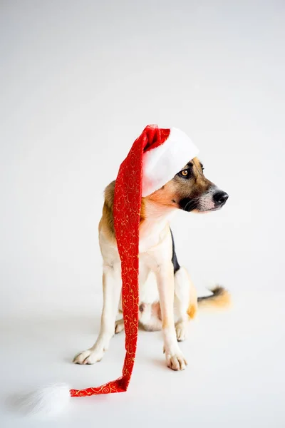 Natale con un cane — Foto Stock