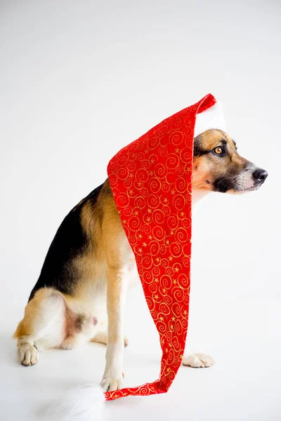 Navidad con un perro — Foto de Stock