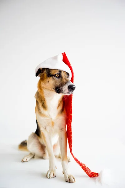 Vánoce se psem — Stock fotografie