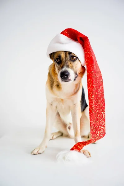 Natal com um cão — Fotografia de Stock