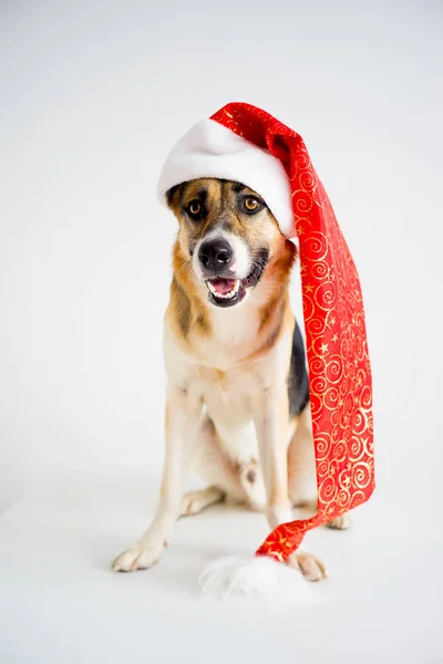 Natale con un cane — Foto Stock