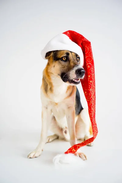 Рождество с собакой — стоковое фото