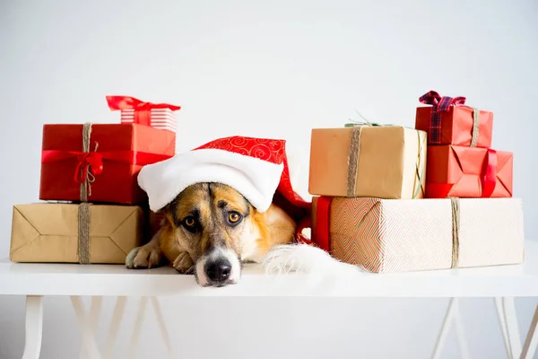 Natale con un cane — Foto Stock