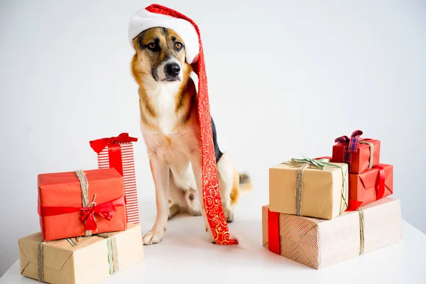 Natale con un cane — Foto Stock