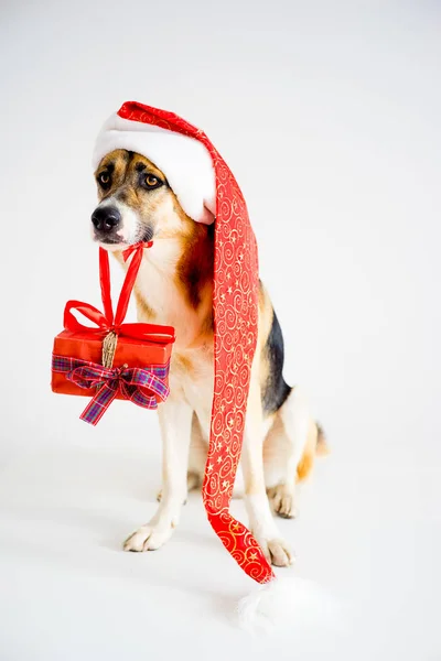 Natal com um cão — Fotografia de Stock