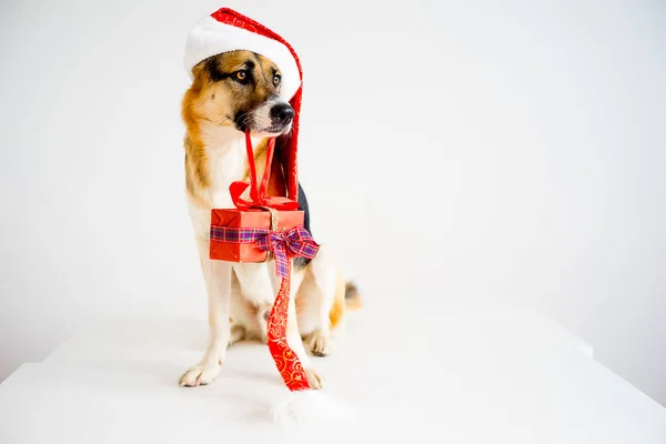 Navidad con un perro — Foto de Stock