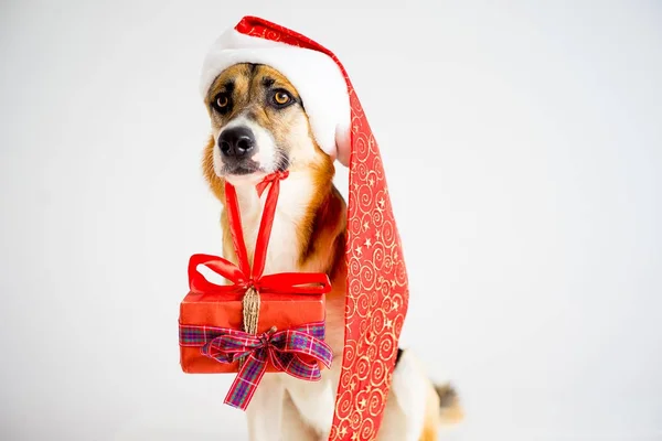 Natale con un cane — Foto Stock