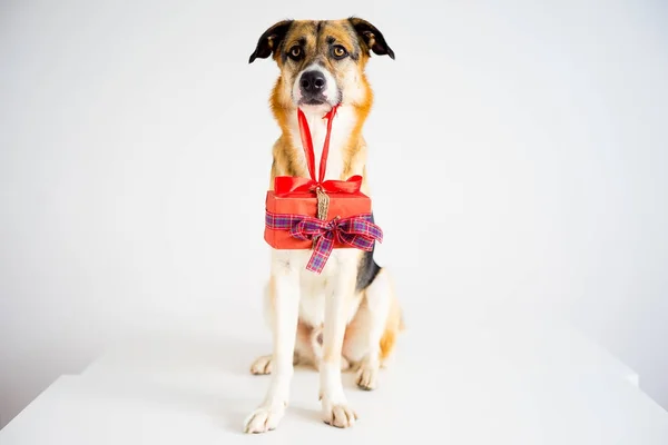 Navidad con un perro — Foto de Stock