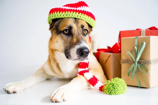 Natale con un cane — Foto Stock