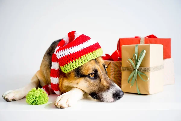 Christmas with a dog — Stock Photo, Image