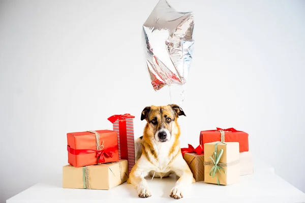 Natal com um cão — Fotografia de Stock