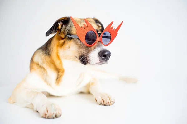 Retrato de un perro — Foto de Stock