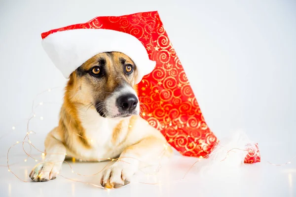 Natal com um cão — Fotografia de Stock