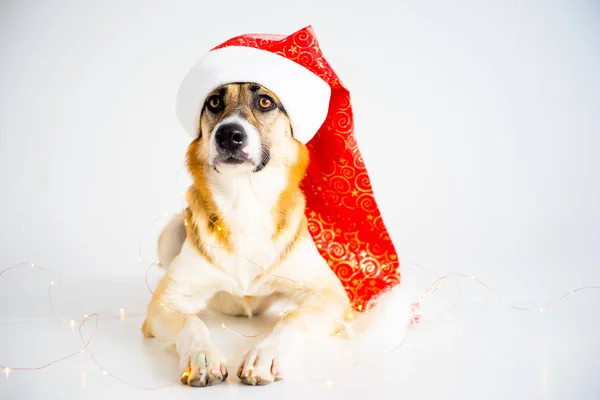 Natale con un cane — Foto Stock