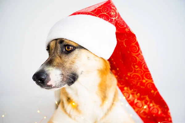 Boże Narodzenie z psem — Zdjęcie stockowe