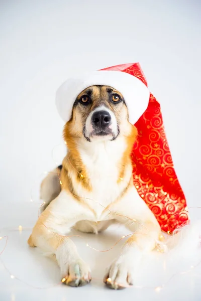 Noël avec un chien — Photo