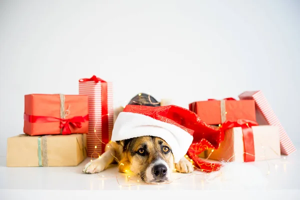 Navidad con un perro —  Fotos de Stock