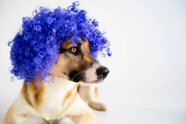 Perro en un sombrero de fiesta —  Fotos de Stock