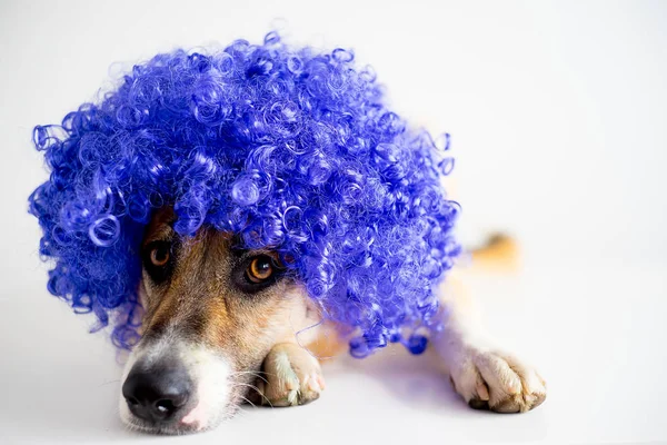 Pies w Party Hat — Zdjęcie stockowe