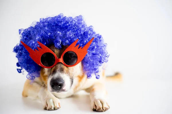 Perro en un sombrero de fiesta — Foto de Stock