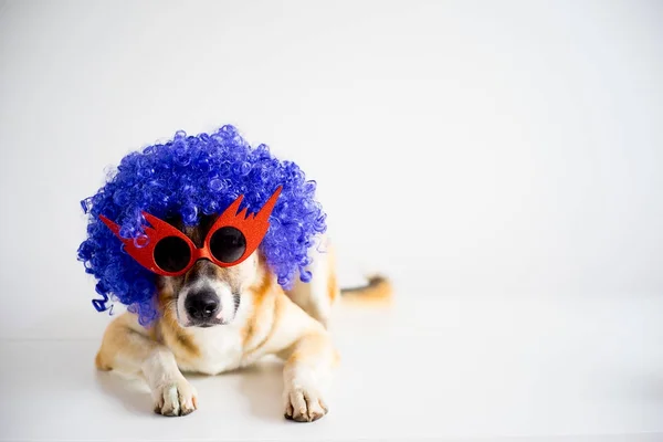Perro en un sombrero de fiesta — Foto de Stock
