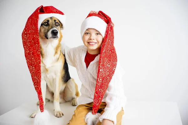 圣诞节与狗 — 图库照片