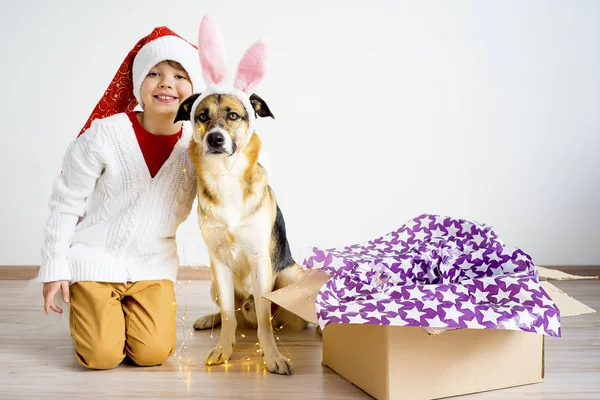 Natale con un cane — Foto Stock