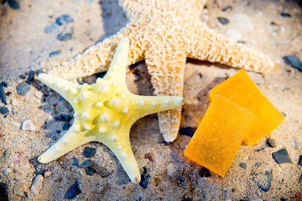 Conchas do mar e estrelas do mar na areia — Fotografia de Stock