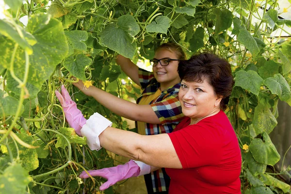 Bir serada çalışan kadınlar