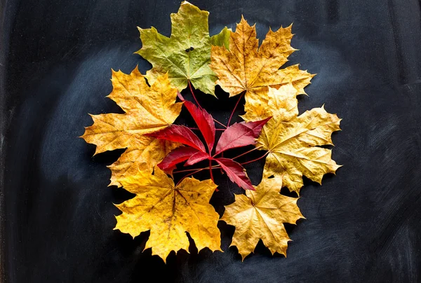 Achtergrond met gele herfst bladeren — Stockfoto