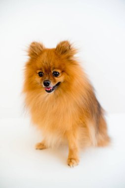 Bir veteriner ile köpek