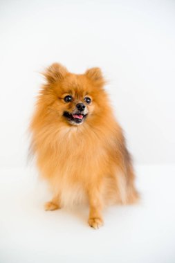 Bir veteriner ile köpek