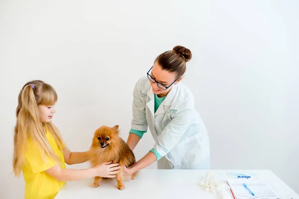 Cão com veterinário — Fotografia de Stock