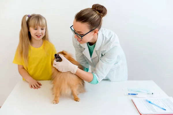 Cão com veterinário — Fotografia de Stock