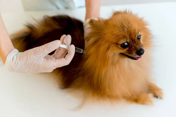 Cane con un veterinario — Foto Stock