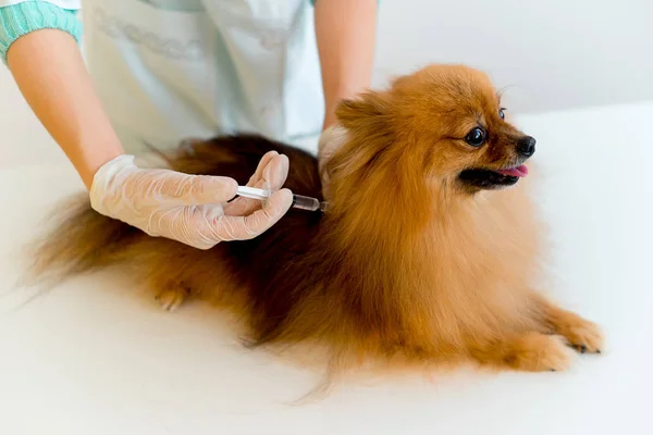 Cane con un veterinario — Foto Stock