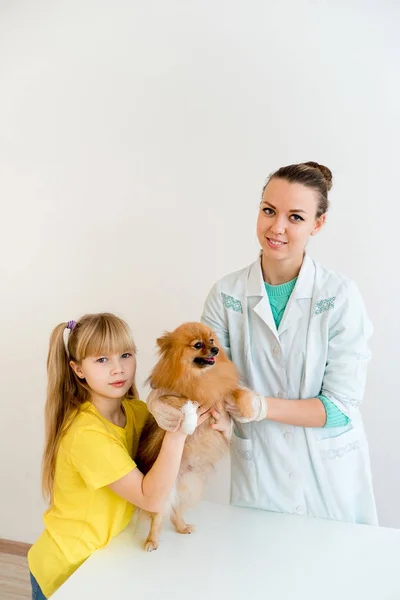 獣医と犬 — ストック写真